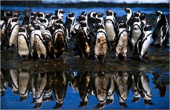 Image result for images of penguins in oil